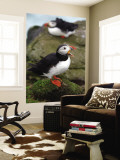 Two Puffins on Bird Cliffs of Snaefellsnes Peninsula