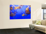 Buy Black Sea Nettle Jellyfish at Monterey Bay Aquarium at AllPosters.com