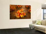 Buy Caju or Cashew Fruit at AllPosters.com