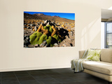 Buy Llareta #14, Lauca National Park, Chile at AllPosters.com