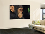 Buy Young Chimpanzee Portrait at AllPosters.com