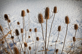 Buy Prairie Seedheads at AllPosters.com