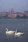 Mantua Swans