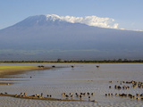 Kilimanjaro Ostriches