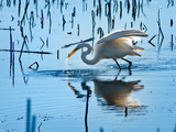 Wild Egret Fishing Horicon Marsh Wisconsin