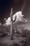 Buy Saguaro Sunset Arizona BW at AllPosters.com