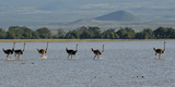 Six Ostriches Amboseli