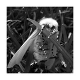 White Satin Moth