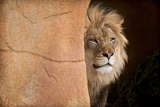 Buy Lion Emerging-captive at AllPosters.com