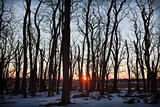 Winter Trees