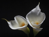 Two Calla Lilies