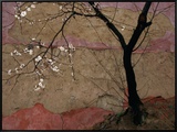 Plum Tree against a Colorful Temple Wall Framed Canvas Print