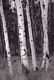 Buy Aspen Forest Arizona BW at AllPosters.com