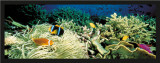 Buy Depths, Coral at AllPosters.com