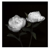 Buy Peony Perfection I at AllPosters.com