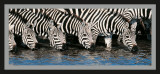 Kenya, Zebra