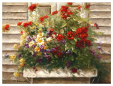 Cape Cod Window Box
