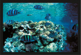 Buy Depths, Bluefish at AllPosters.com
