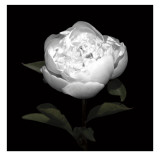 Buy Peony Perfection II at AllPosters.com