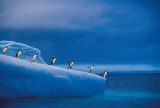 Penguins