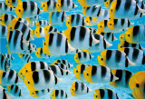 Acquarium, Bora, Bora