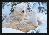 Bears