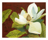 Magnolia II