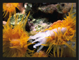 Depths, Octopus