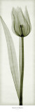 Tulipa I