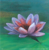 Waterlily I