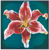 Buy Pink Lily at AllPosters.com