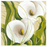 White Flower