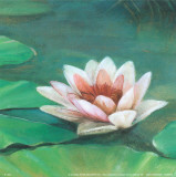Waterlily II