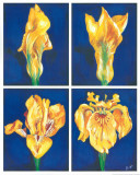 Buy Blossoming Flower IV at AllPosters.com