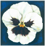 Buy Pansy White at AllPosters.com
