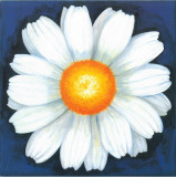 Buy Sunflower White at AllPosters.com