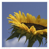 Sunflower II