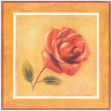 Red Roman Rose