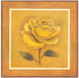 Yellow Roman Rose