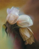Buy Tulips II at AllPosters.com