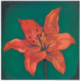 Buy Red Lily at AllPosters.com
