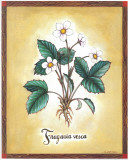 Fragaria Vesca