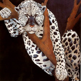 Wildlife II