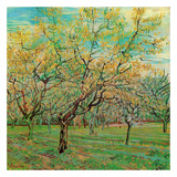 Buy Verger Avec Pruniers En Fleurs at AllPosters.com