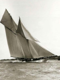 Buy Cetonia at AllPosters.com