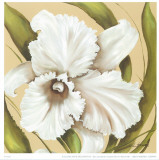 White Flower