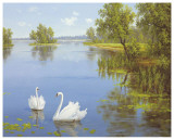 Buy Swans On The Lake at AllPosters.com
