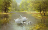 Buy Swan Family at AllPosters.com