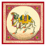 Tibetan Camel