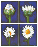 Buy Blossoming Flower II at AllPosters.com